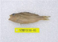 藏品(花身鯻)的圖片